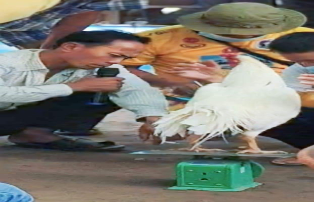 ឈ្មោះ(ឡេង)មេបេីកល្បែងសុីសងសង្វៀនបញ្ជល់មាន់ដុះស្លែ កំពុងបើកលេងយ៉ាងអាណាធិតេយ្យ ក្នុងស្រុកត្រពាំងប្រាសាទសមត្ថកិច្ចពាក់ព័ន្ធក្នុងមូលដ្ឋានរក្សាភាពស្ងៀមស្ងាត់ ...