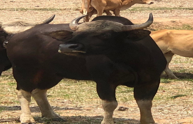 សត្វខ្ទីងចំនួនពីរក្បាលកំពុងតែបង្ហាញខ្លួនបន្លំជាមួយហ្វូងគោមាននៅកន្លែង.....