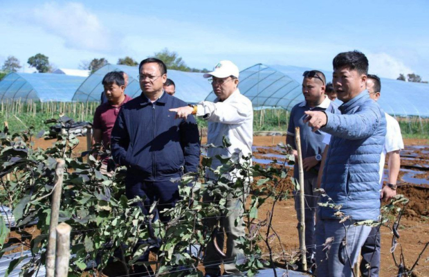 អភិបាលខេត្តមណ្ឌលគិរី អញ្ជើញចុះពិនិត្យមើលកសិដ្ឋានដាំដុះបន្លែរបស់កសិករ Wang lei lei (ជនជាតិចិន) និងជំរុញការលើកទឹកចិត្តកសិករដាំបន្លែ នៅខេត្តមណ្ឌលគិរី...